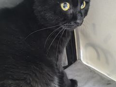 -中农国际动物医院24小时·猫科·骨科·急重症中心