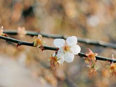 -广州市流溪河国家森林公园