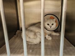 -萌兽医馆·犬猫专科·眼科中心·宠物医院(朝阳门分院)