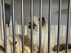 -东方名猫馆·英短金渐层布偶猫舍(环线广场1号楼店)