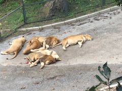 -大连森林动物园