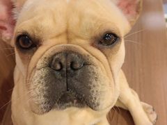 -柯斗斗主题餐厅·狗咖·围炉煮茶·茶饮(国瑞升平里店)