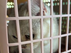 -艾贝尔宠物医院 ·中兽医·宠保定点(北门桥店)