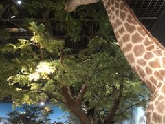 -陕西自然博物馆