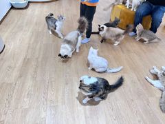 -1013 PET SHOP精品宠物商店(丁香店)