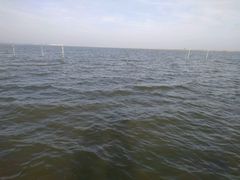 -碧海金沙