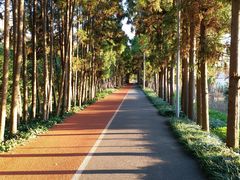 -上海长兴岛郊野公园