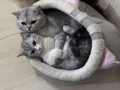 -艾贝尔宠物医院 ·内科全科(梁溪路店)