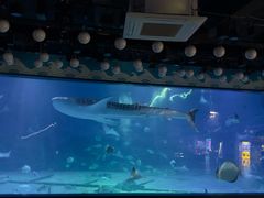 -烟台海昌鲸鲨海洋公园