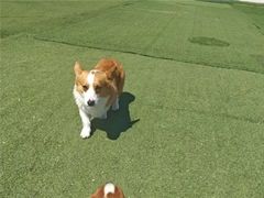 -宠物寄养训练学校