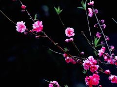 -桃花涧