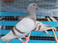 -美家乐农庄·露营·团建(大治路店)