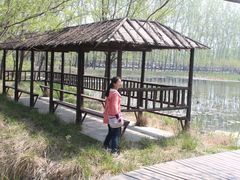 -微山湖红荷湿地景区