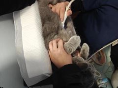 -纳吉亚猫专科动物医院博雅分院