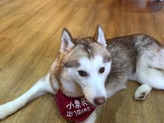 -Husky Go! 哈士奇体验馆·宠物咖啡厅狗咖