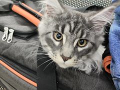 -瑞派动物医院·猫专科·至诚(江南中分院)