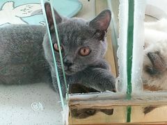 -糯米喵星人总部直营旗舰店·猫舍·幼猫出售