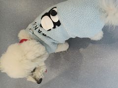 -宠物星动物医院·眼科·异宠·猫科(江南大道总院)