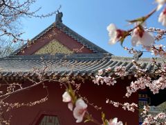 -桃花堤公园
