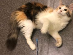 -猫色咖啡·猫咖