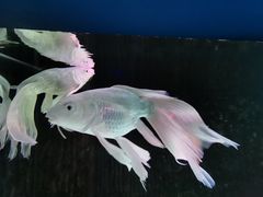 -长春中泰海洋世界