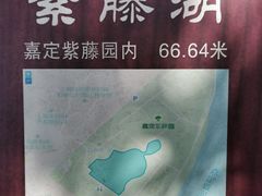 -嘉定紫藤园