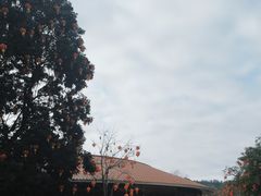 -雁南飞茶田景区
