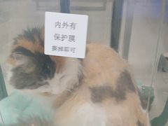 -北京观赏动物医院·24小时大型综合·猫专科·异宠专科