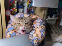 -凯特喵百思猫专科医院
