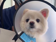 -佳雯宠物医院·皮肤科·内外科(春晓路分院)