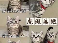 -lincat·猫舍(广州店)