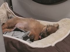-瑞派康怡24h宠物医院·犬猫医疗中心·微创绝育(瑞景分院)