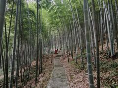 -上海佘山国家森林公园天马山园