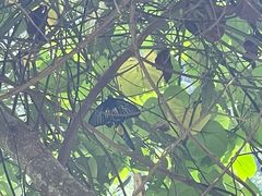 -海南热带雨林国家公园吊罗山景区