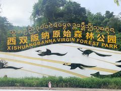 -西双版纳原始森林公园