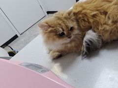 -爱侣宠医·鹦鹉专科·小型哺乳类·异宠专科(灵石路店)