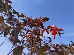 -香山公园