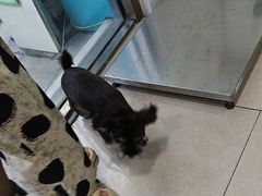 -佳雯宠物医院·皮肤科·内外科(春晓路分院)