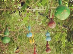 -东方巨龟苑景区