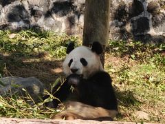 -都江堰中华大熊猫苑