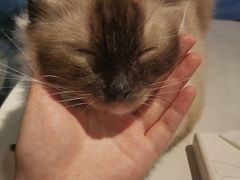 -猫亿天猫咖