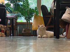 -咖法森林·咖啡  酒吧(天河店)