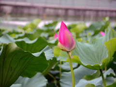 DSC_5378-苏州独墅湖书香世家酒店