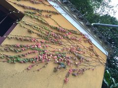 -普陀山慧济禅寺