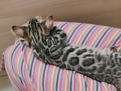 -瑞派康怡24h宠物医院·犬猫医疗中心·微创绝育(瑞景分院)