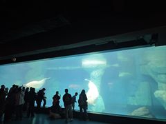 -海合安武汉极地海洋公园
