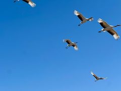 -盐城丹顶鹤湿地生态旅游区