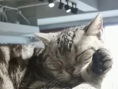-浣熊柯尔鸭土拨鼠·电玩咖