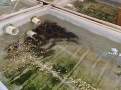 -西江河鲜·趣苑酒楼(鼎湖牌坊店)