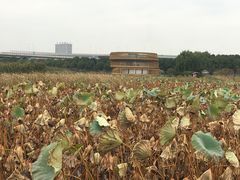 -荷塘月色湿地公园·向阳花洲